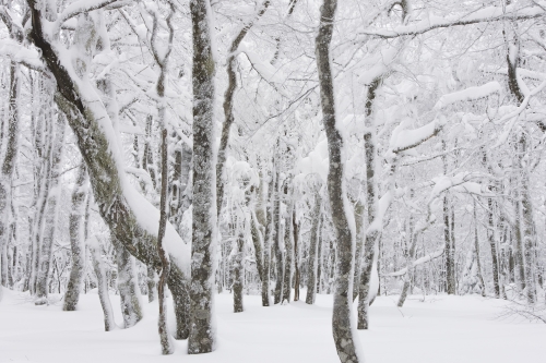 frédéric-demeuse-nature-photography-forest-photography-vosges-france